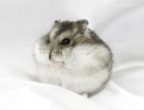 Джунгарские хомячки