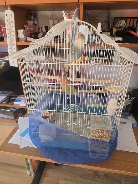 Agapornis, canari rosii, turturele si zebre australiene de vanzare