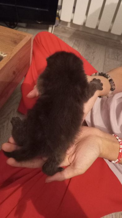 Продам Котят британцы