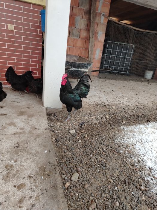 Oua Australorp pentru incubat