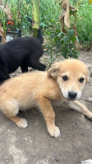 Catelusi pentru adoptie