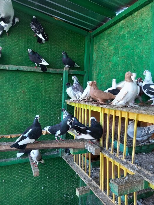 Vand/schimb gălățeni