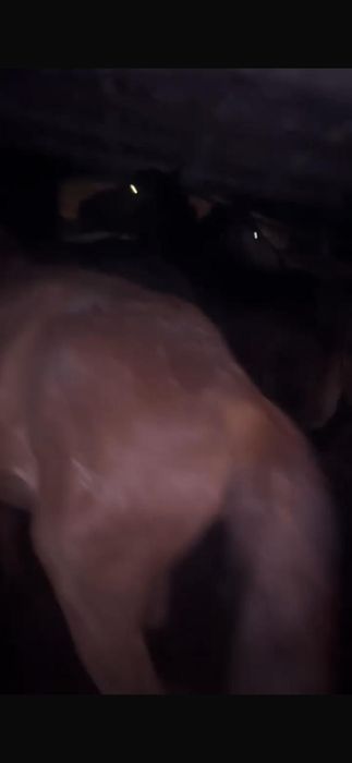 Продам лошадей 17 голов