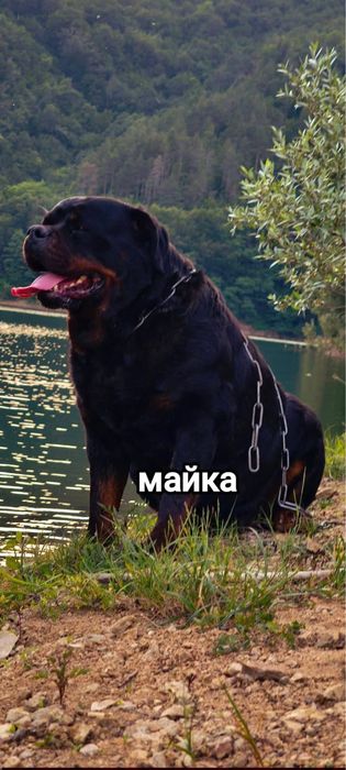 Продавам мъжко ротвайлерче от елитни родители!