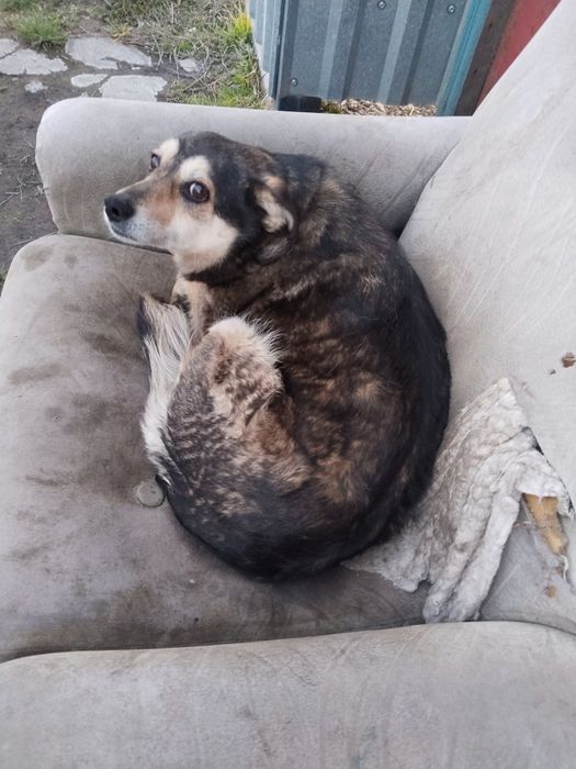 Отдам в добрые руки