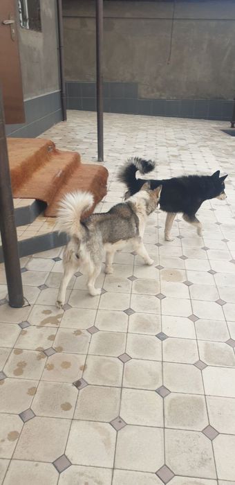 Kafolati bilan soglom