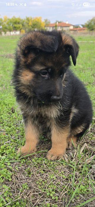 Чистокръвни немски овчарки на три месеца