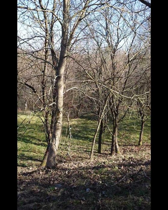 Teren intravilan 28 ari – zonă liniștită, aproape de pădure