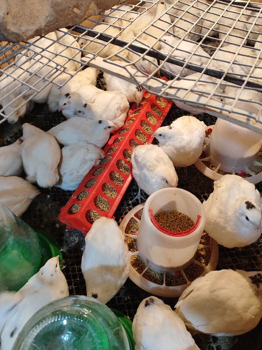 Перепела Техас Золотой феникс