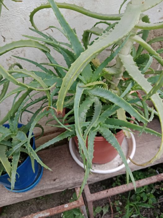 Продам алоэ 3летки