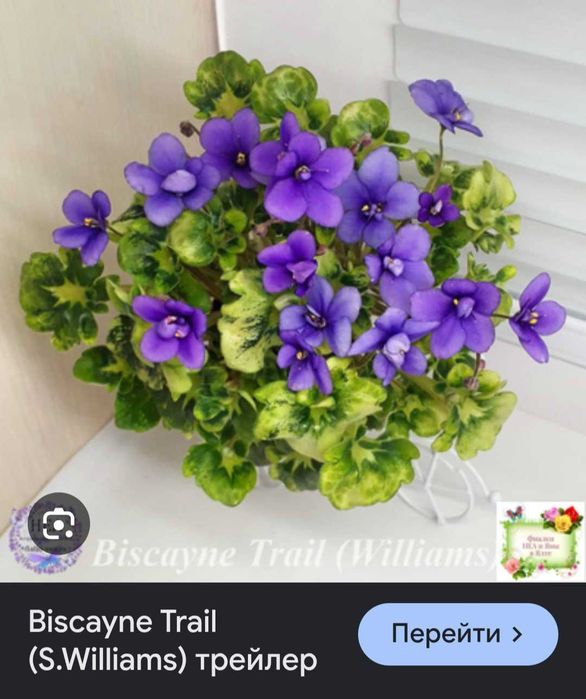 Фиалки 10 сортов.