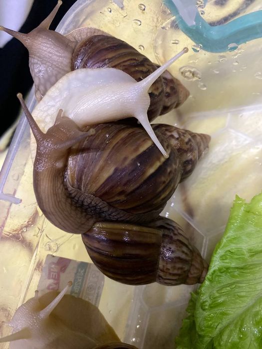 Ulitkalar 12 sm 15 smdan