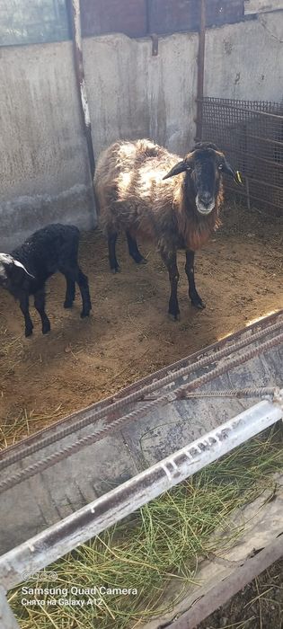 Қой сатылыды қозылы