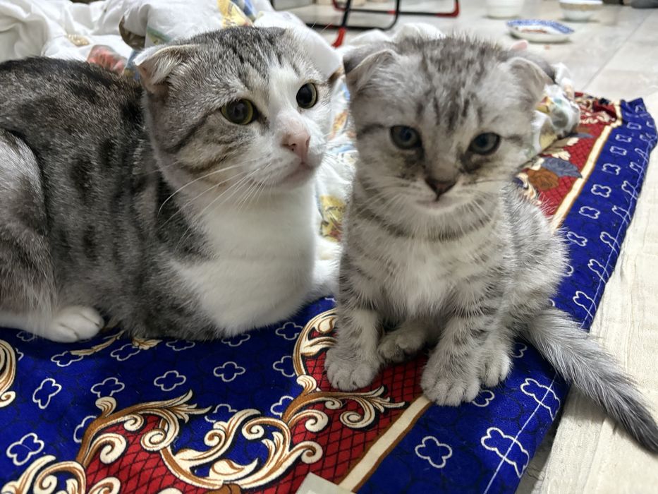 Шотландские котята