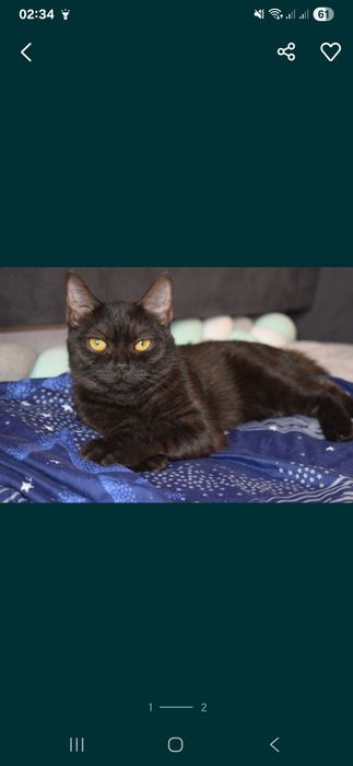 Отдам кошку подростка