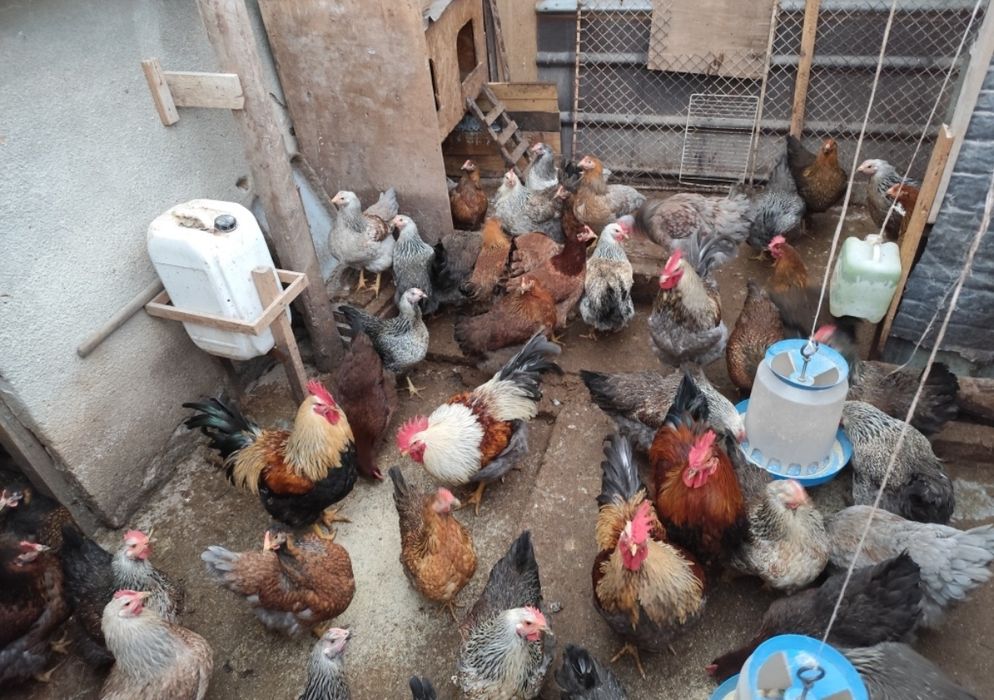 Яйца от Катунски кокошки три цвята