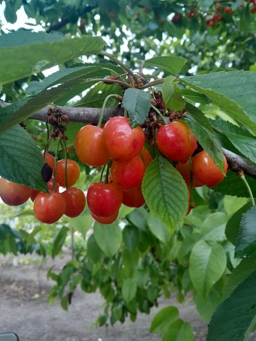 Черешня, крупная, свежая.