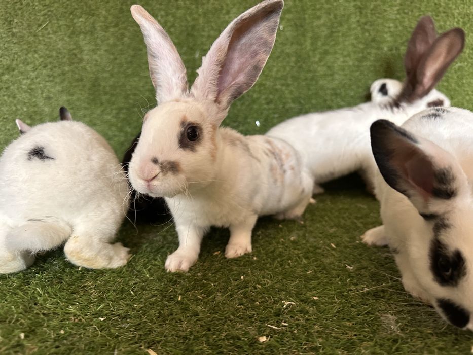 Pui de iepurasi de vanzare