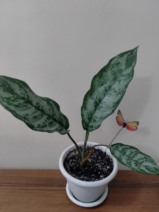 Продам аглаонему