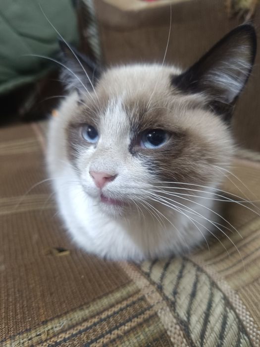 Котенок( кот ) отдам в хорошие руки