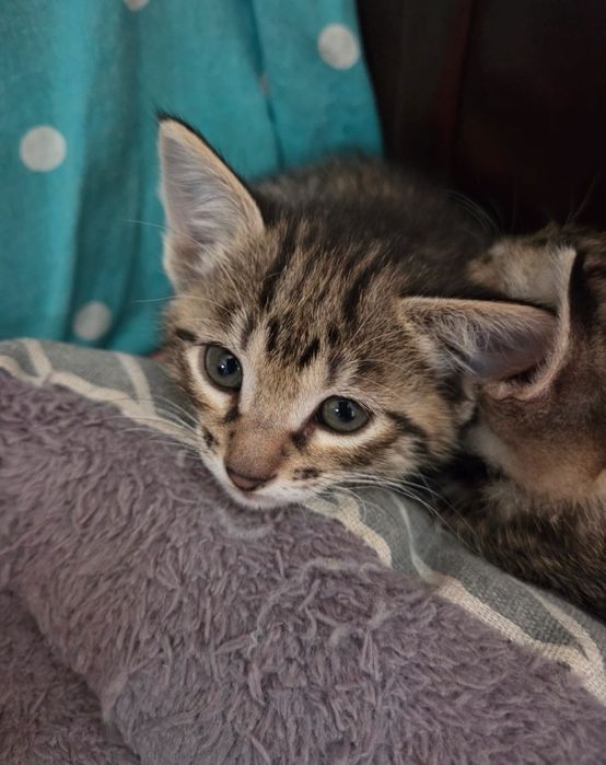 Котята  в добрые руки