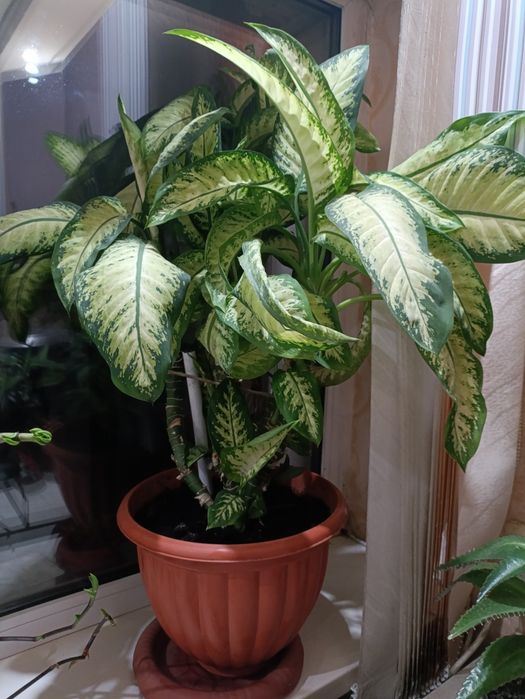 Диффенбахия, продам