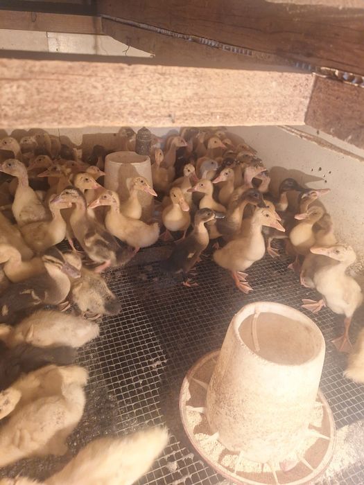 Продам утят голубой