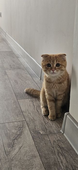 Отдам в добрые руки