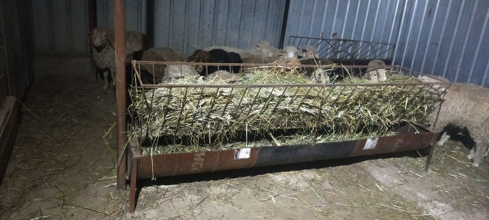 Продам жирных баран откорм