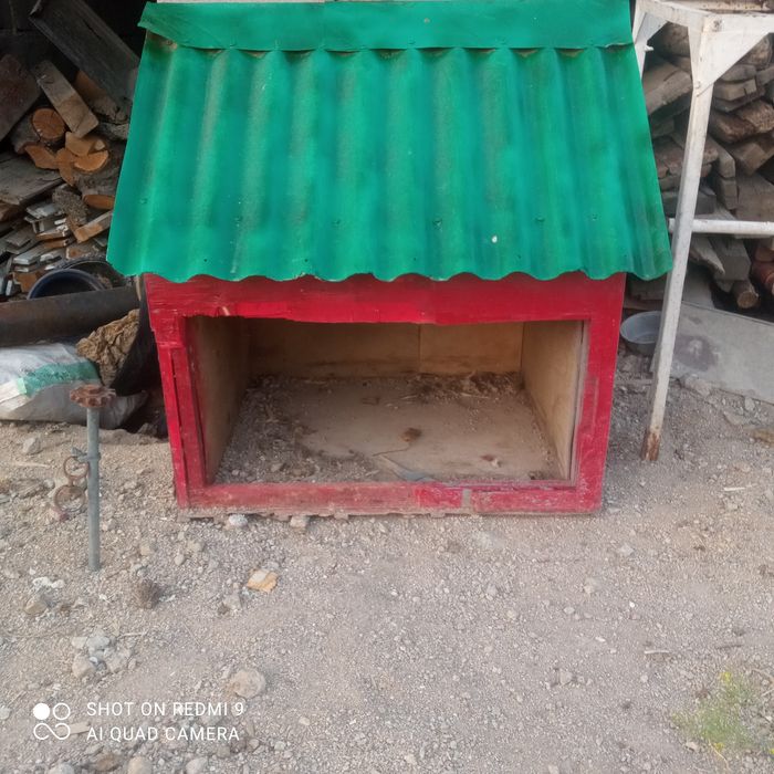 Кучука уйча сотилади