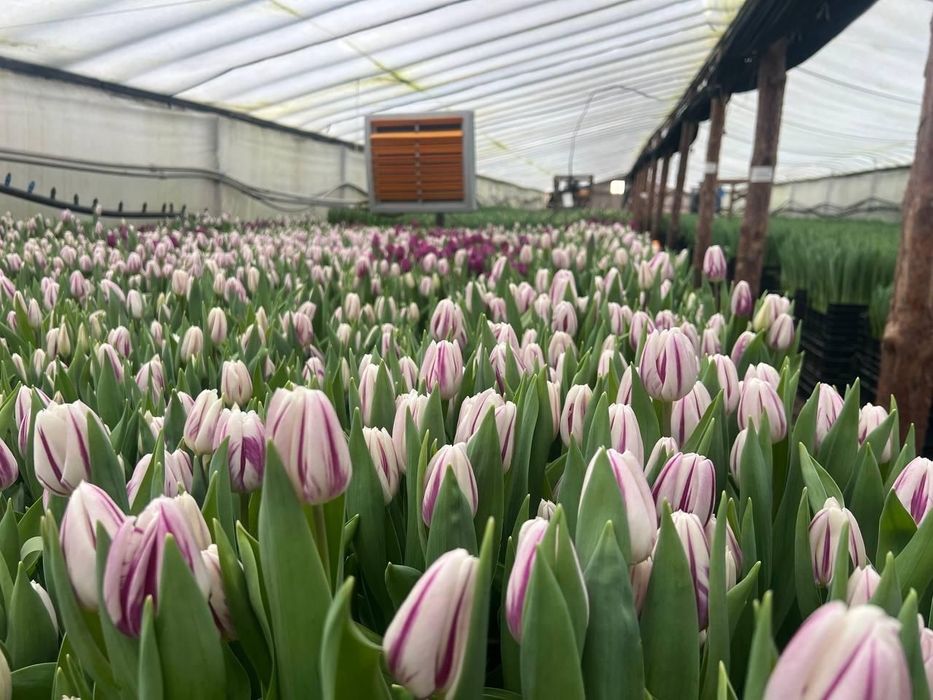 Белорусские тюльпаны оптом