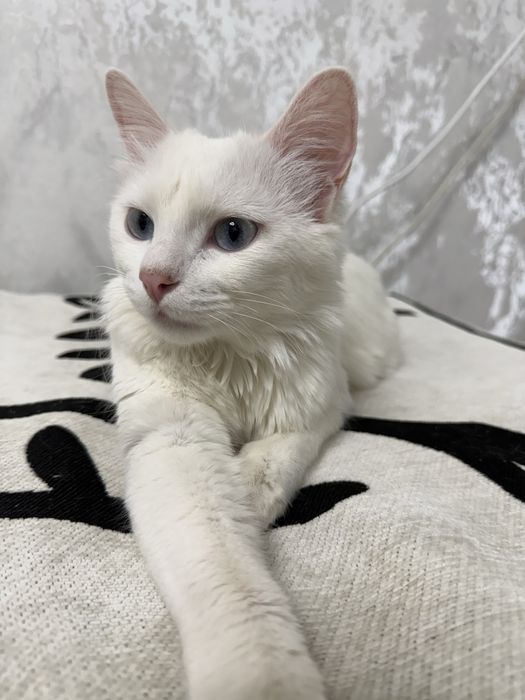 Отдам кота добрые руки
