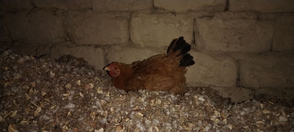 Срочно сатыладыыыы