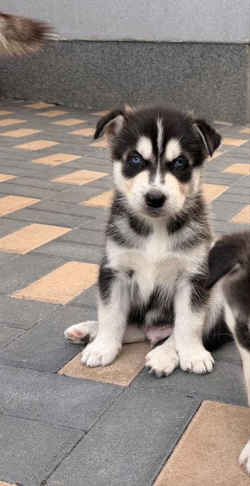 Pui husky siberian