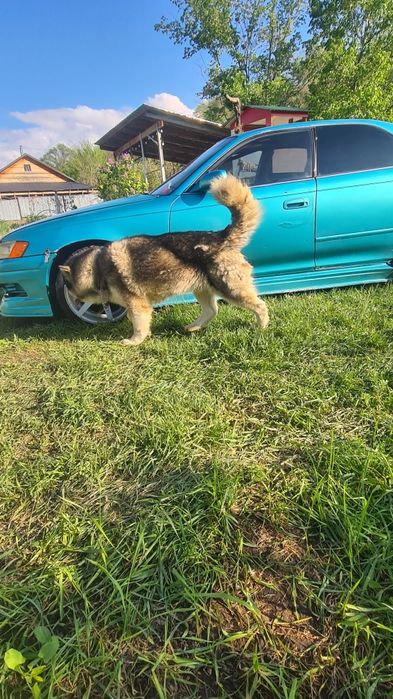 Аляскинский Маламут