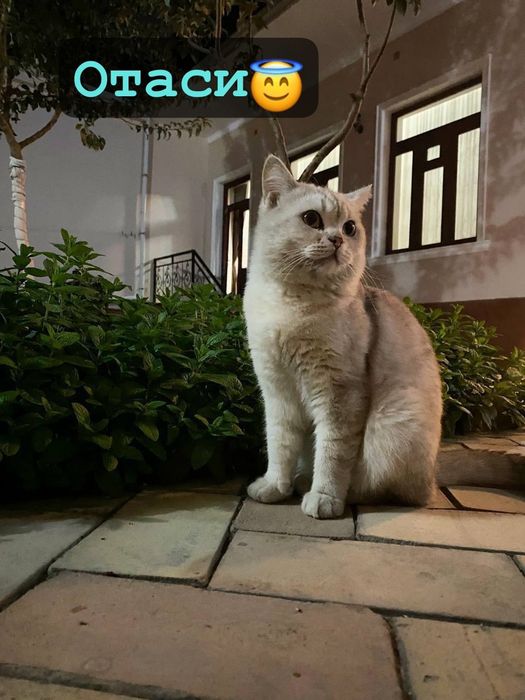 Ruslar pornoda qora tanli ayollarni sikishadi