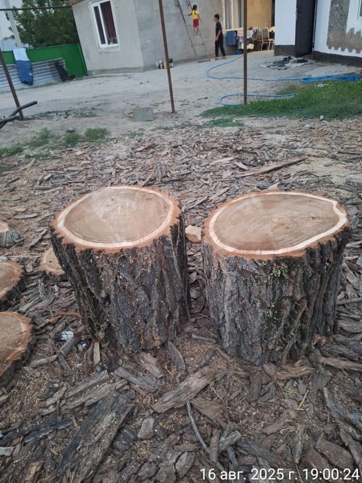 Стол-гриб из карагача