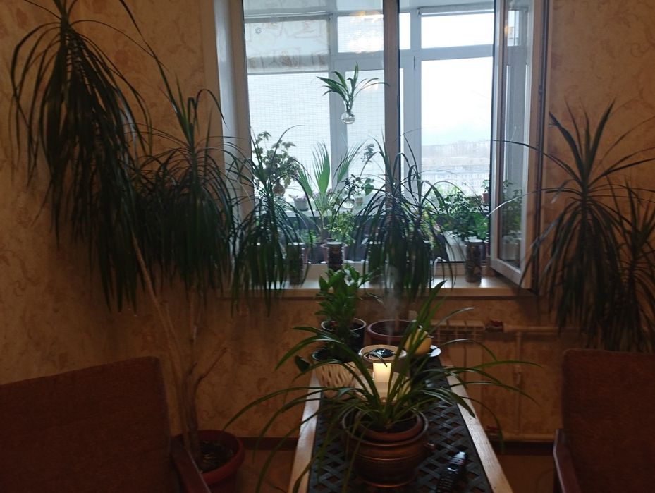 Драцены от 40 до 180 см