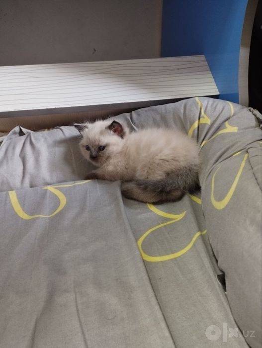 Бронь котят от скотиш фолд и скотиш страйт