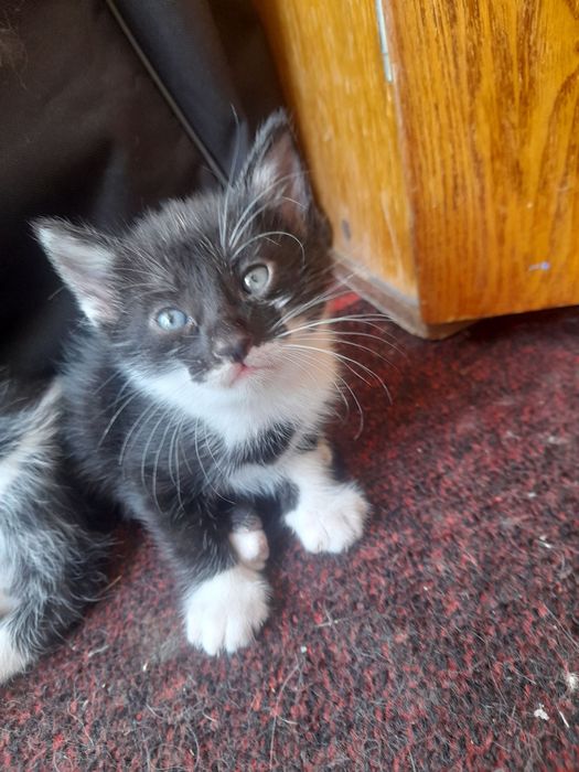 Котята отдам даром
