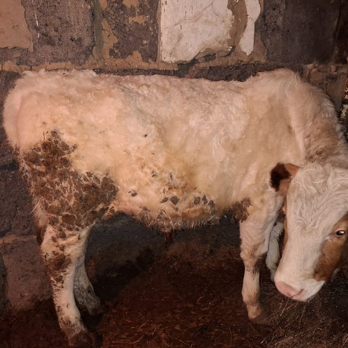 Бұқалар сатылады.