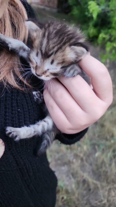 Отдам срочно котенка.