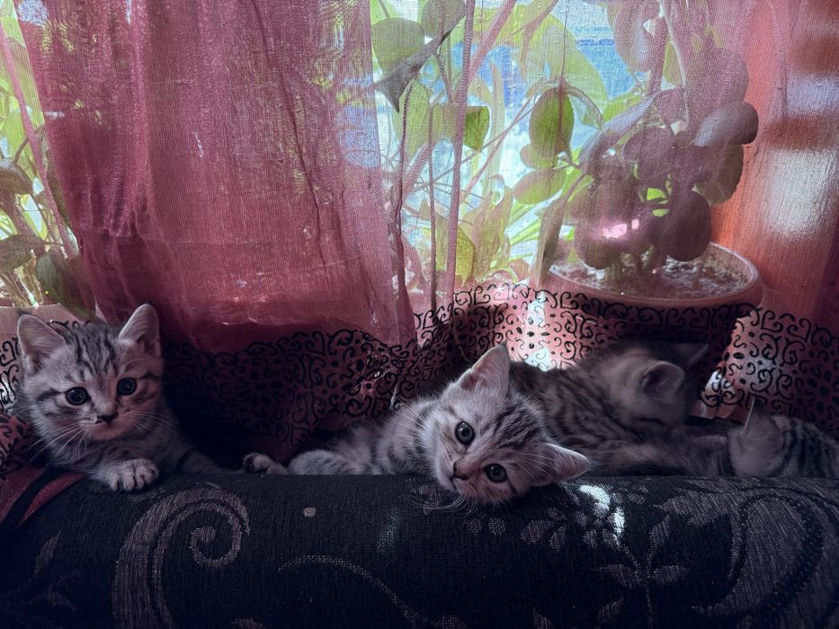 Котята шотланские девочки и мальчики
