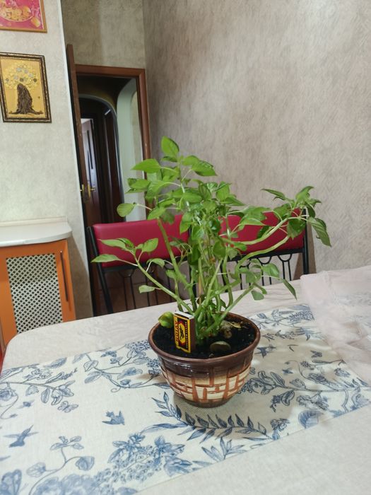 Комнатные цветы разные