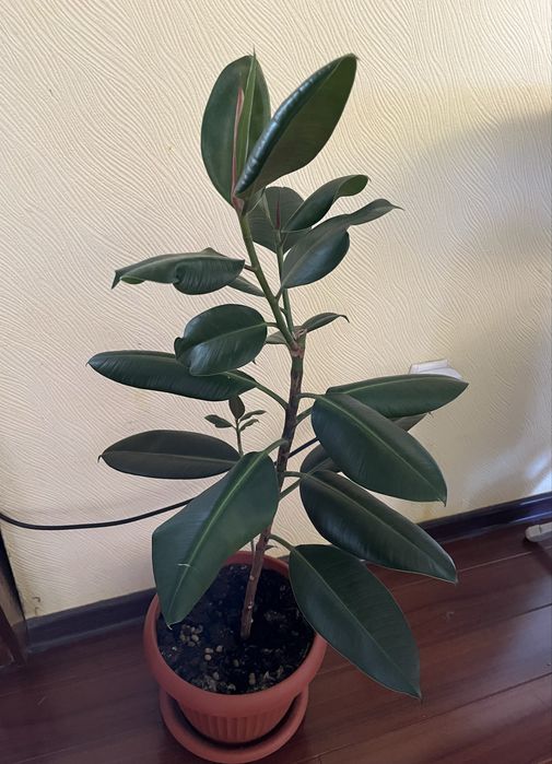 Фикус классический