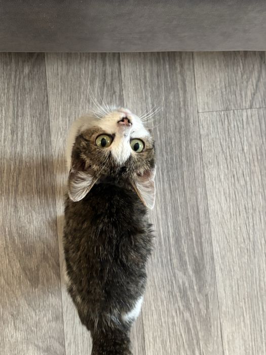 Отдам котенка в добрые руки