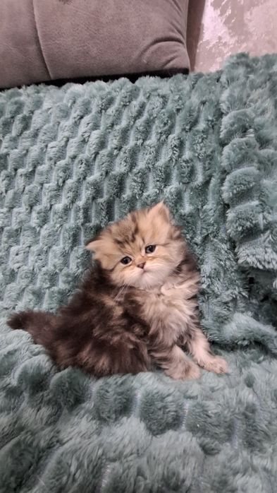 Котенок девочка шотландская