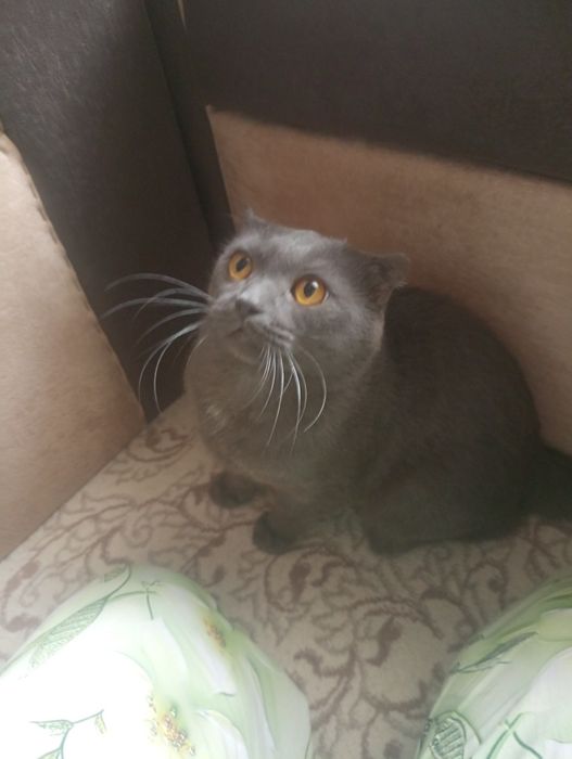 Зотдор мушуклар сотилади