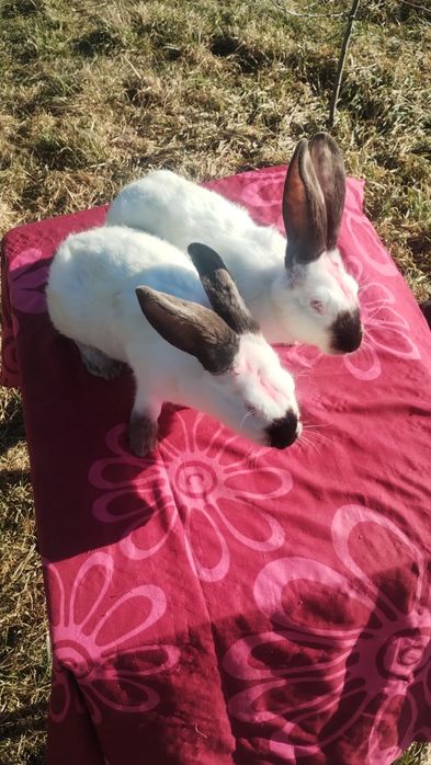 Iepuri Uriaș de Transilvania