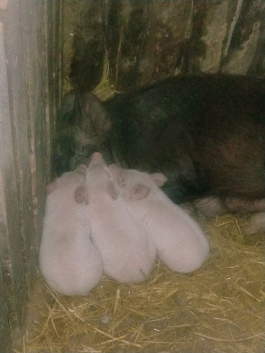 Продам  месячных поросят